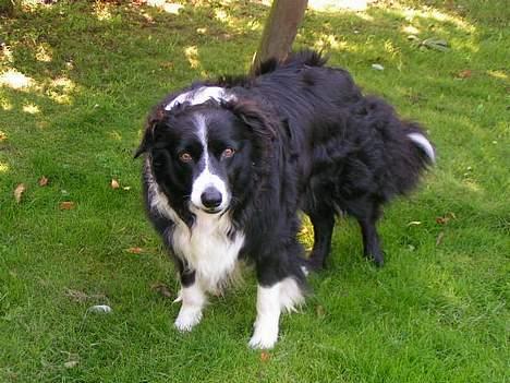 Border collie Marco  R.I.P. - En dejlig sommerdag. billede 8