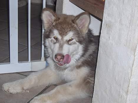 Alaskan malamute eagleeyed love over gold - Illja 19 uger og glad for mad billede 11