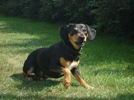 Blanding af racer Bølle - Grrrr !!!!!.... billede 4