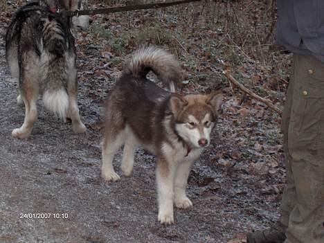 Alaskan malamute eagleeyed love over gold - 19 uger og fuld fart frem billede 12