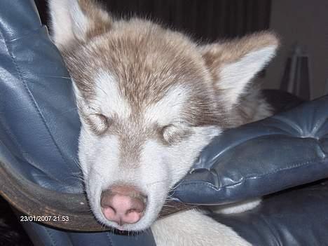 Alaskan malamute eagleeyed love over gold - snork. dejligt med sin egen stol billede 13