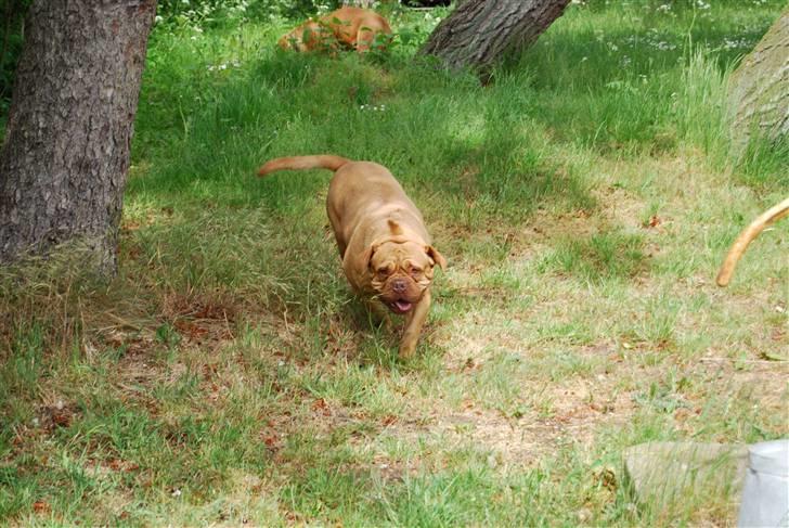 Dogue de bordeaux Desteny - Må vi så gerne komme ind eller hva billede 8