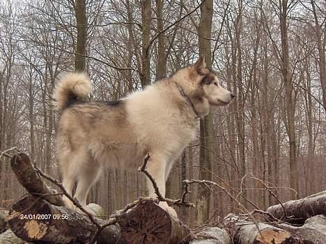 Alaskan malamute Milo R.I.P - milo 7 år  billede 7
