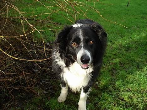 Border collie Marco  R.I.P. - Marco næsten 10 år. billede 9