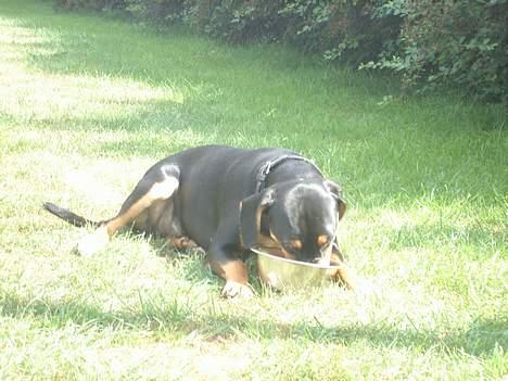 Blanding af racer Bølle - hmmmmmmmmmmmmmmmmmmmmmm ( lækkert )  billede 5