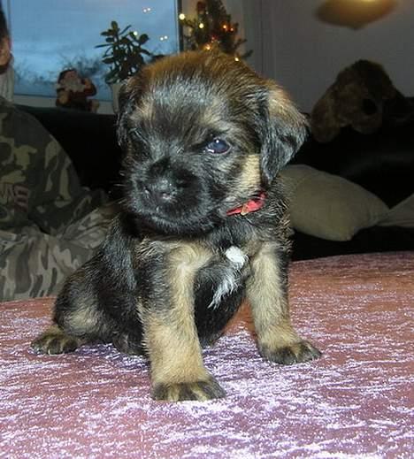 Border terrier Echo - Echo 4½ uge billede 11