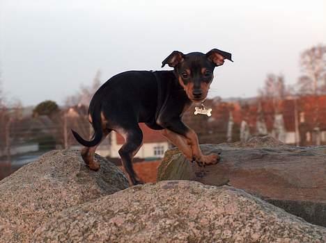 Prazsky krysarik Nemo billede 1