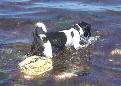 Jack russell terrier Bell -  bell er lige ude og plaske i vandet..  billede 5