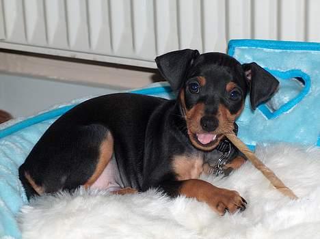 Prazsky krysarik Nemo billede 3