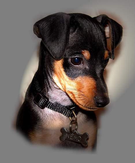 Prazsky krysarik Nemo billede 4