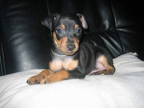 Prazsky krysarik Nemo billede 5