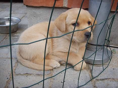 Labrador retriever gaia (formel 1) billede 6