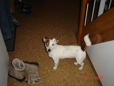 Jack russell terrier Daisy billede 9