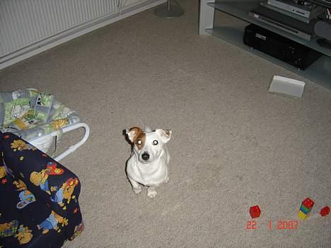 Jack russell terrier Daisy billede 10
