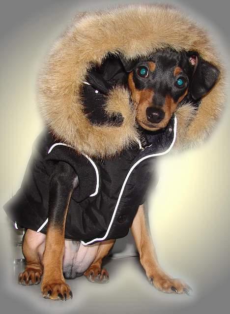 Prazsky krysarik Nemo billede 6