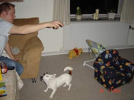 Jack russell terrier Daisy billede 11