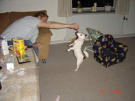 Jack russell terrier Daisy billede 12