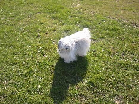 Bichon havanais Smilla - 2007 sommer.- ude og lege billede 18