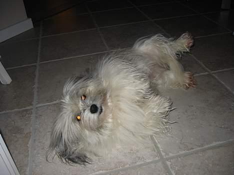 Bichon havanais Smilla - rulle rundt 2006 billede 19