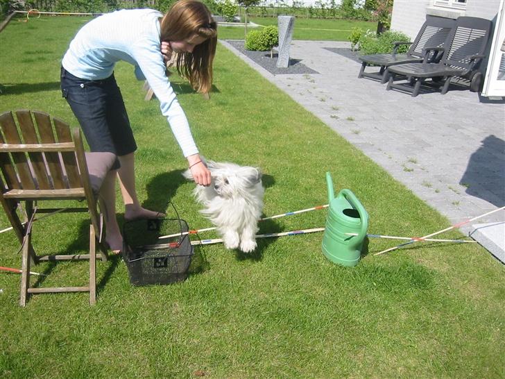Bichon havanais Smilla - har vist set "løvernes konge".. og ku vist godt li hyænerne? (FOTO: mor) 2007 billede 20