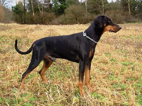 Dobermann Amigo (29/12/99-17/01-08) - Billedet er taget i dag d. 28/1-2007, 7 år gammel og still going strong billede 11