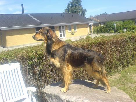 Blanding af racer Qato billede 1