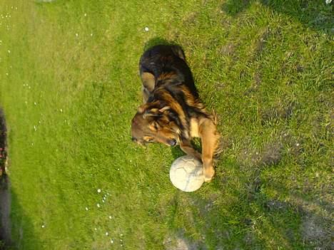 Blanding af racer Qato billede 2