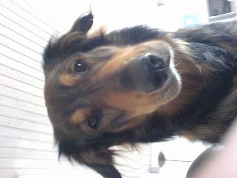 Blanding af racer Qato billede 3