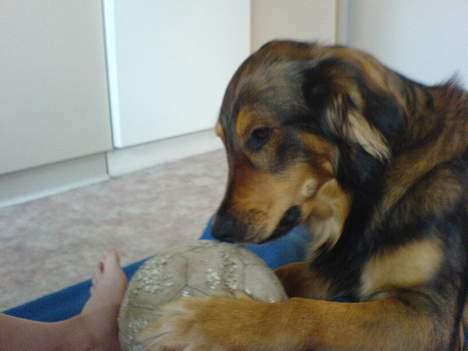 Blanding af racer Qato billede 4