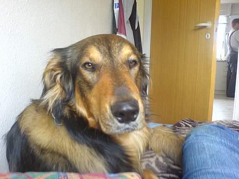 Blanding af racer Qato billede 5