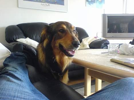 Blanding af racer Qato billede 6