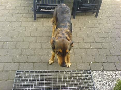 Blanding af racer Qato billede 7