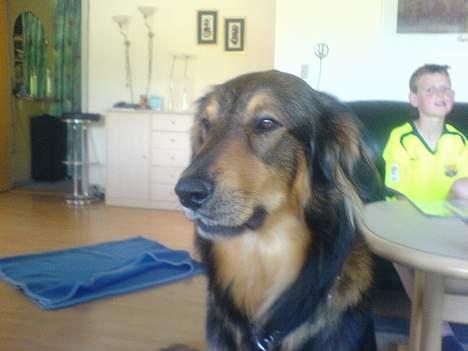 Blanding af racer Qato billede 8