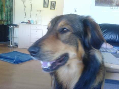 Blanding af racer Qato billede 9