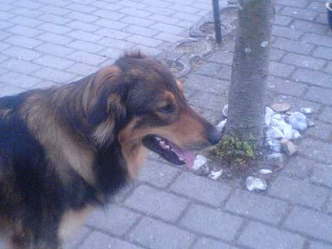 Blanding af racer Qato billede 10