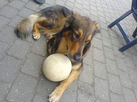 Blanding af racer Qato billede 11