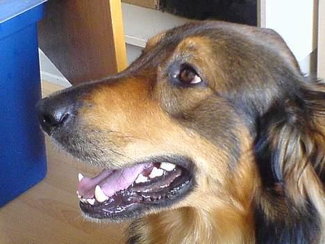 Blanding af racer Qato billede 12