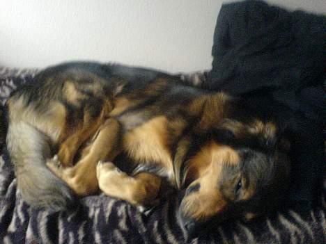 Blanding af racer Qato billede 13