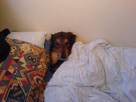 Blanding af racer Qato billede 14