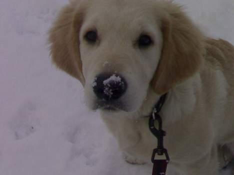 Golden retriever chico billede 8