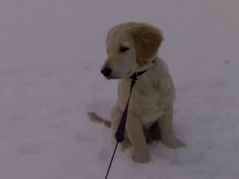 Golden retriever chico billede 9