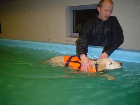 Golden retriever chico - her er vi så til hundesvøming:D billede 10
