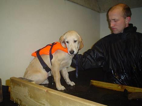 Golden retriever chico billede 11