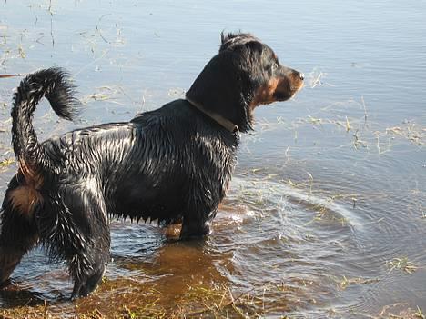 Blanding af racer Mizka *R.I.P.* - Hvor blev Dina nu af med pinden? billede 18