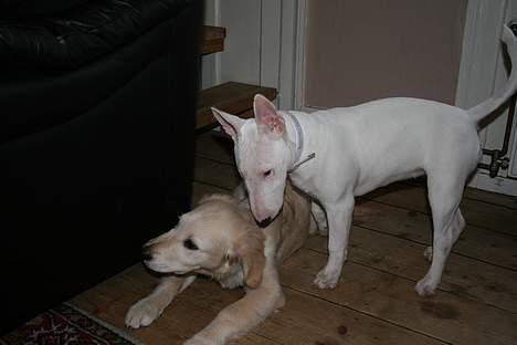 Golden retriever chico billede 12