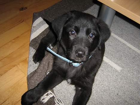 Blanding af racer Anker - Velkommen til lille Ankers profil. billede 1