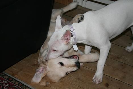 Golden retriever chico billede 13