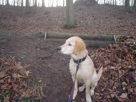 Golden retriever chico billede 14