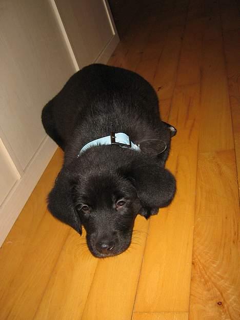 Blanding af racer Anker - Her er han lige ankommet hjem til os. billede 2