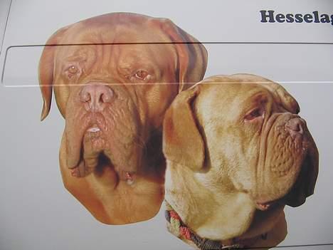 Dogue de bordeaux Desteny - Min far er hel vild med det foto på hans bil,se det er mig til højre billede 9